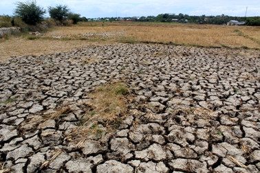 10 Ribu Hektare Sawah di Malang Puso