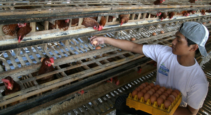 Japfa Comfeed akan Ekspor 100 Ribu Telur Tetas Ayam ke Myanmar