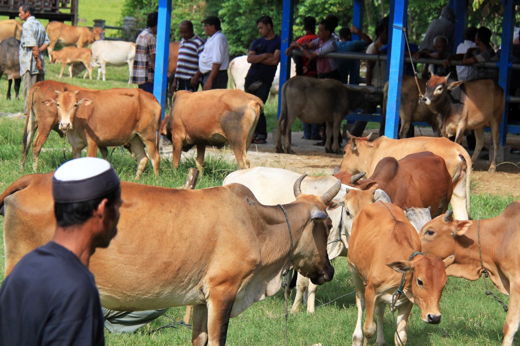 Impor Sapi Indukan Solusi Percepat Swasembada Daging - Medcom.id