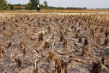 3.000 Lebih Hektar Sawah di Kab Barru Gagal Panen