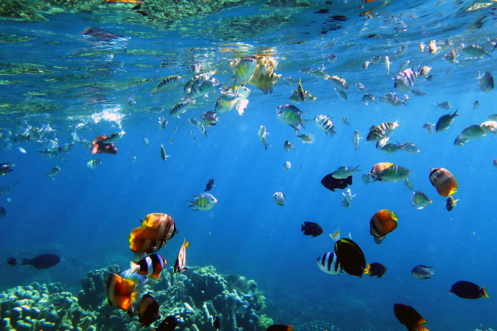 Nikmati Keindahan Taman Laut Olele