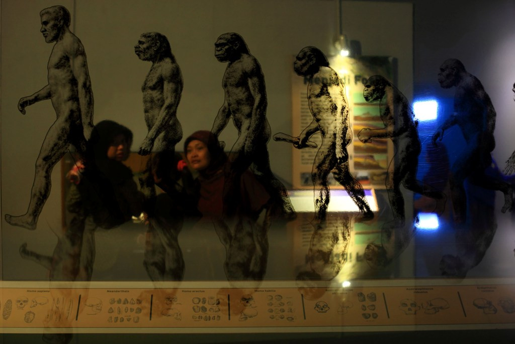 Pengunjung mengamati siklus evolusi manusia di Museum Purba Sangiran, Sragen, Jawa Tengah, Rabu (15/10). Foto: Antara/Maulana Surya