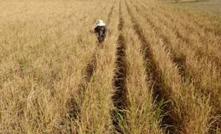 Aher Klaim Pertanian Jabar Tak Terkena Dampak Kekeringan  