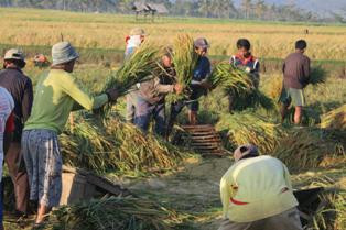 Waduk Jatigede Digenangi, Petani Masih Memanen Padi