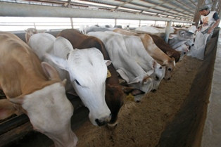 Kekeringan, Harga Sapi Qurban Naik 40 Persen