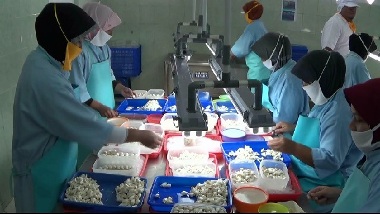 Eskportir Rajungan Kemasan di Brebes Lesu