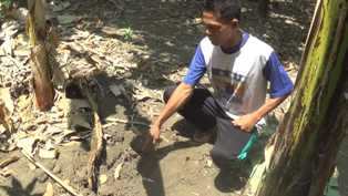 Bayi Ditemukan Terkubur di Bawah Pohon Pisang