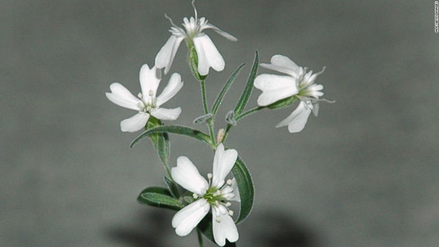 Ilmuwan Perancis Temukan Virus Purba Berumur 30.000 Tahun 