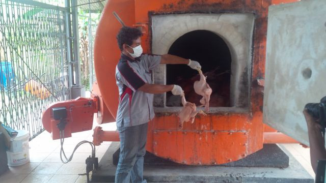 Ribuan Ayam Potong di Tangerang Direndam ke Pengawet Mayat