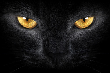 Pecinta Kucing Harus Tahu, Begini Dunia Melalui Mata Kucing