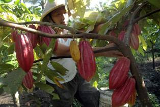 Produksi Lokal Kurang, Impor Kakao Meningkat Tajam