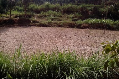 Gunungkidul Siaga Darurat Kekeringan Panjang