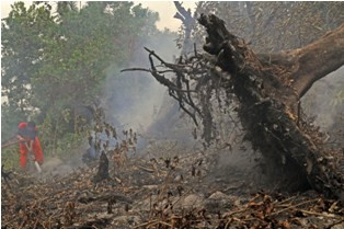 Kasus Pembakaran Lahan, 3 Karyawan Perusahaan Ditahan