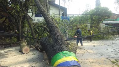Pohon Tumbang di Jalan RE Martadinata Bandung, Lalu Lintas Dialihkan