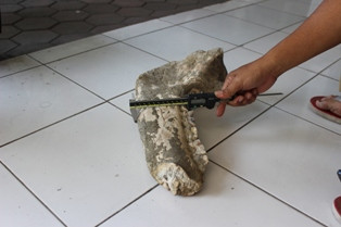 Fosil Kerbau Purba Ditemukan Penggali Sumur di Brebes