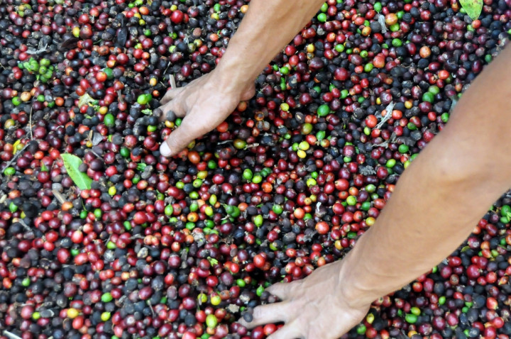 Perolehan Devisa Kopi Bali Turun 67%