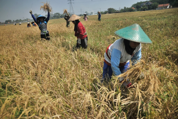 El Nino 1998 Lebih Parah Ketimbang Tahun Ini