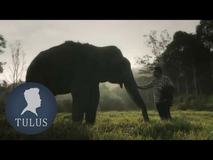 Tulus Sedih Gajah Yongki yang Muncul dalam Klipnya Tewas Mengenaskan