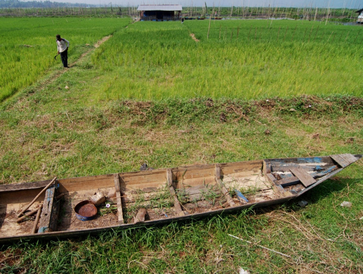 Keunggulan Pemanfaatan Lahan Rawa saat El Nino
