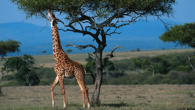 Saat Manusia Tidak Ada, Jerapah Bebas Bersenandung 