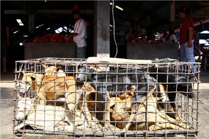 Pemprov DKI Siapkan Regulasi Peredaran Daging Anjing
