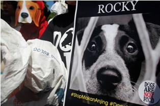 Penjual Daging Anjing Khawatir Omzet Turun