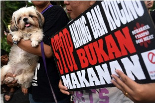 Pendapat MUI Terkait Pergub Peredaran Daging Anjing