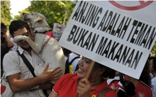 Begini Alur Pasokan Daging Anjing di Jakarta