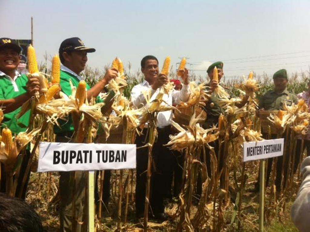 Menteri Pertanian Amran Sulaiman (kemeja putih) ketika memanen jagung di Jawa Timur (Foto: MTVN/Gervin Nathaniel Purba)