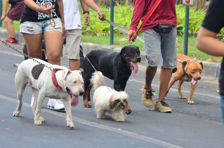 Kota Sukabumi Bantah Pasok Anjing ke Jakarta