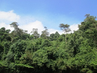 Sultra Godok Dokumen Rancangan Perda Pengelolaan Hutan