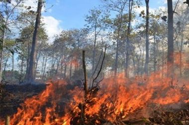 Presiden Didorong Terbitkan Perpres Bencana Asap