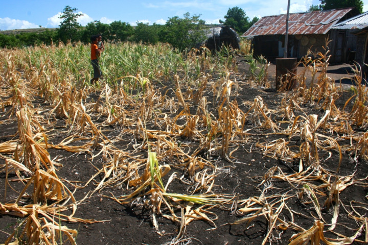 42 Ha Tanaman Jagung di Sultra Kekeringan
