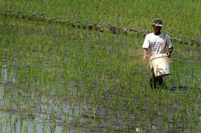 OJK: Asuransi Pertanian Lindungi Petani