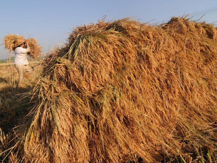 Realisasi Panen Padi di Langkat Capai 49.586 Ha