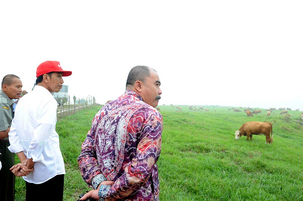 Jokowi Peternakan Sapi Di Padang Mengatas Bisa Jadi Contoh