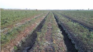 17 Kecamatan di Brebes Terancam Kekeringan