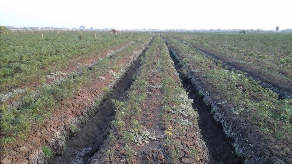  Lahan pertanian cabe di Desa Kemurang, Kecamatan Tanjung, Brebes, mengalami kekeringan. Foto: Metrotvnews.com/Kuntor Tayubi