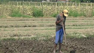 Dampak Kekeringan di Kulon Progo Meluas