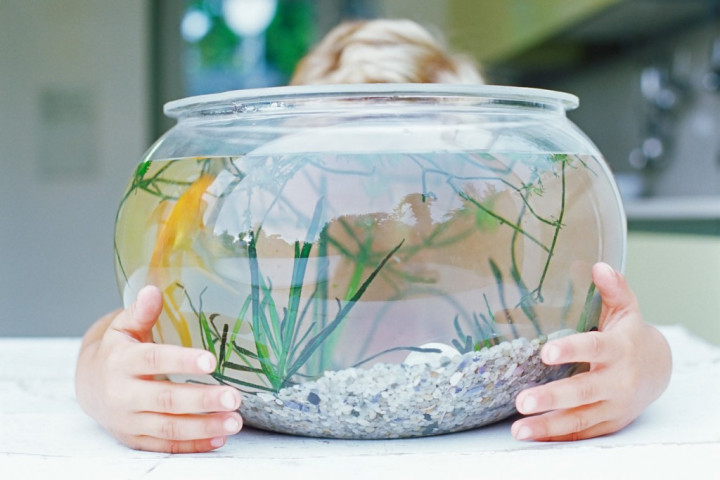 Manfaat Terapi Akuarium untuk Pasien Alzheimer