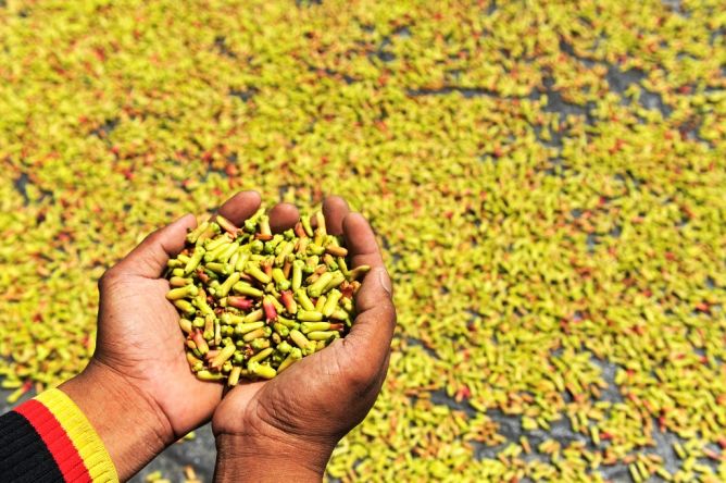 Kemarau Ciptakan Cengkih Berkualitas