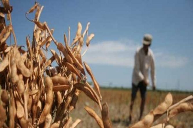 Rupiah Kuat, Harga Kedelai Impor di Bojonegoro Turun