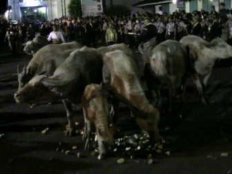Mendedah Makna Kepemimpinan Kerbau Kiai Slamet 