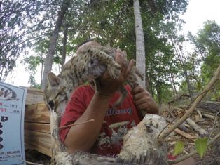 Warga Gunungkidul Selamatkan Kucing Hutan dari Pemburu