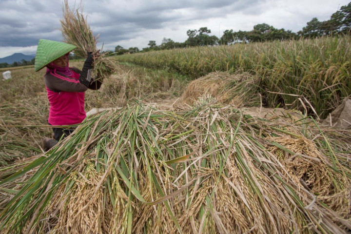 Realisasi Program Kedaulatan Pangan Masih Belum Maksimal 
