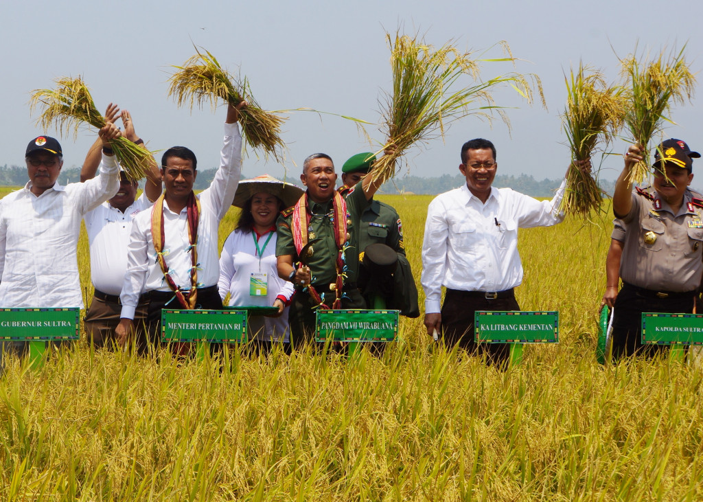 Kolaka Panen Raya Padi