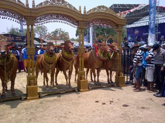 Adu Cantik 'Pengantin' Sapi