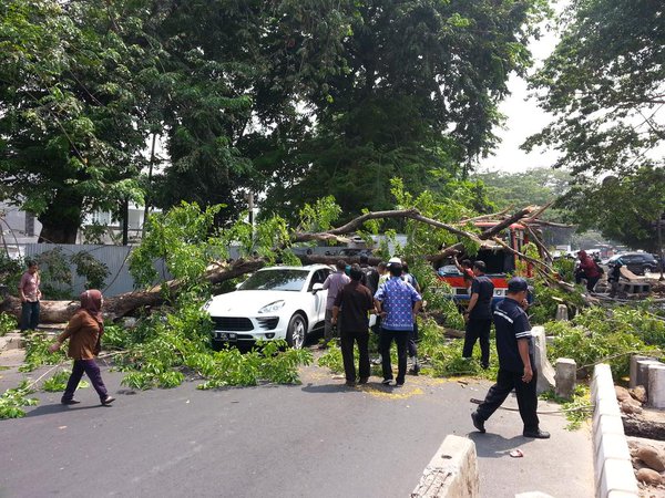 Pohon Tumbang Timpa Mobil Porsche