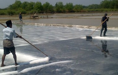 Garam Rakyat Pamekasan Diklaim Terserap 86 Persen