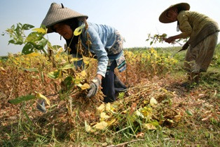Kekeringan, Produksi Kedelai di Jatim Anjlok
